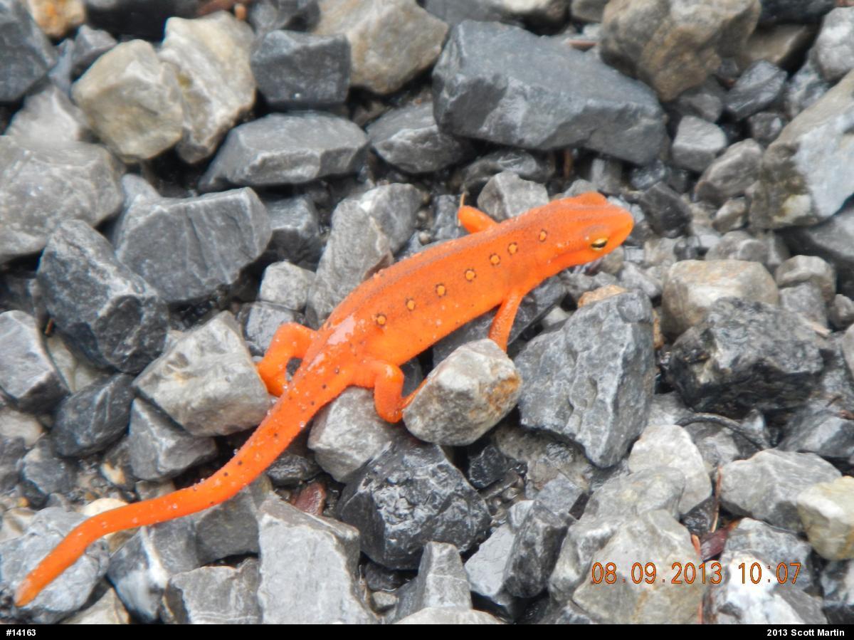 Red-spotted Newt