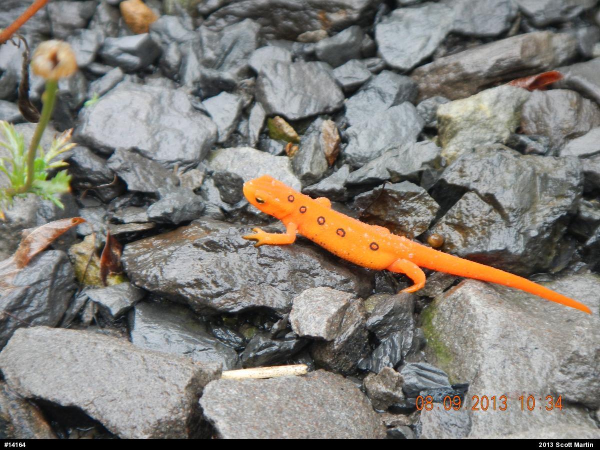 Red-spotted Newt