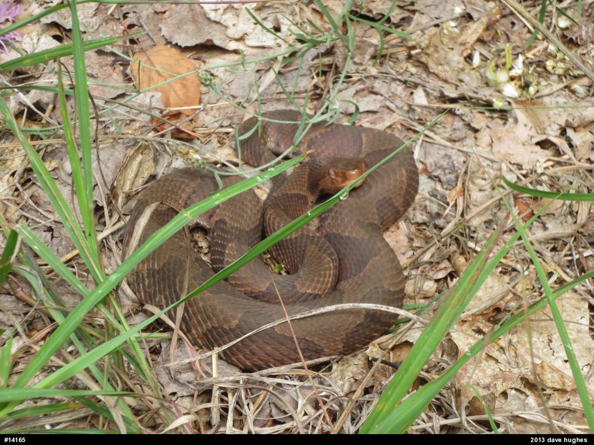 Northern Copperhead