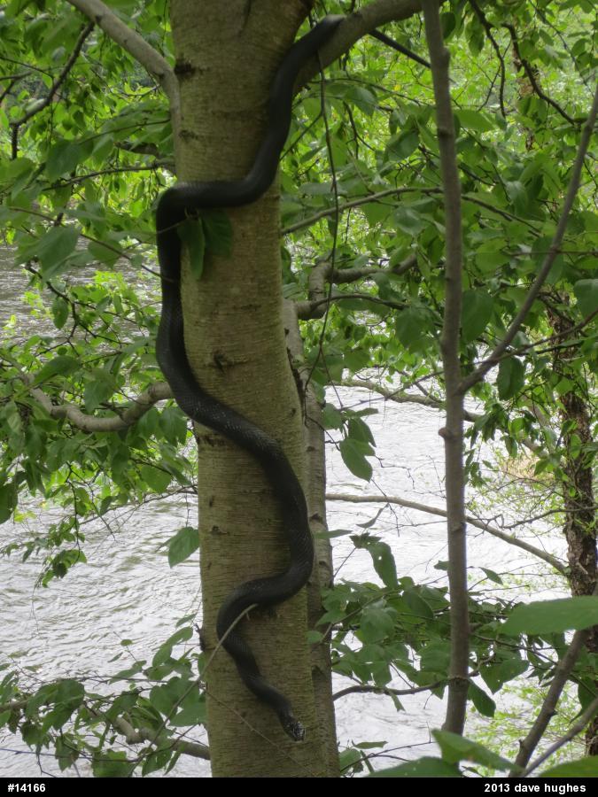 Eastern Ratsnake