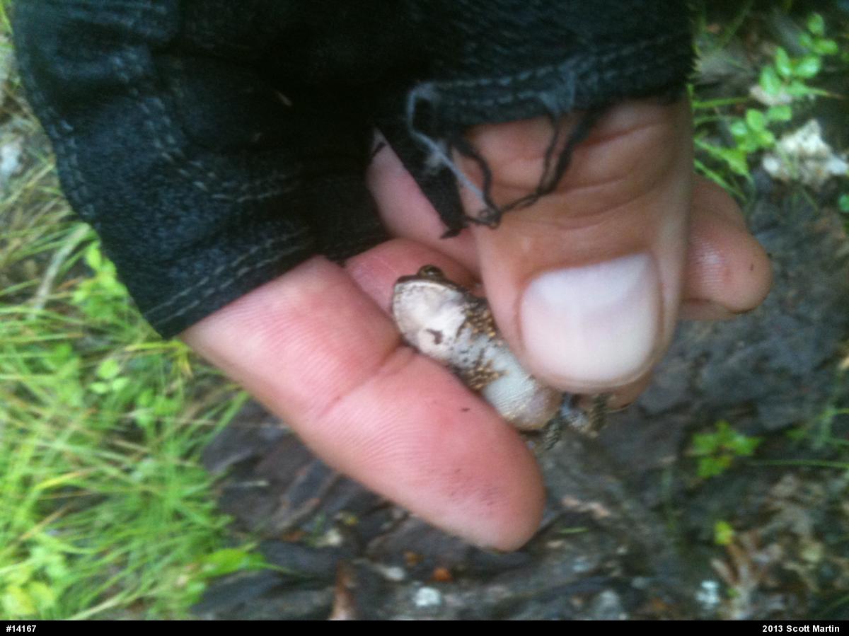 Eastern American Toad