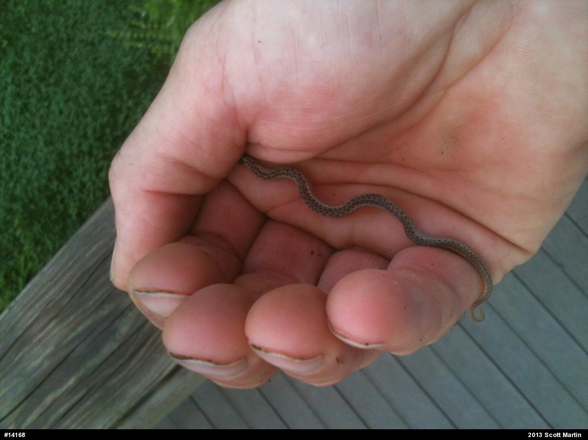 Eastern Gartersnake