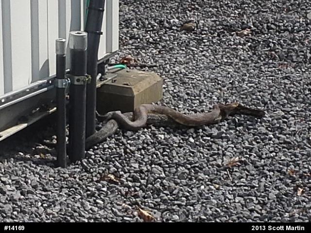Timber Rattlesnake