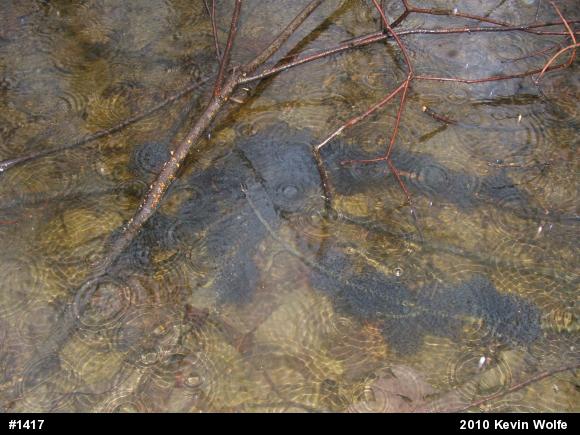 Wood Frog