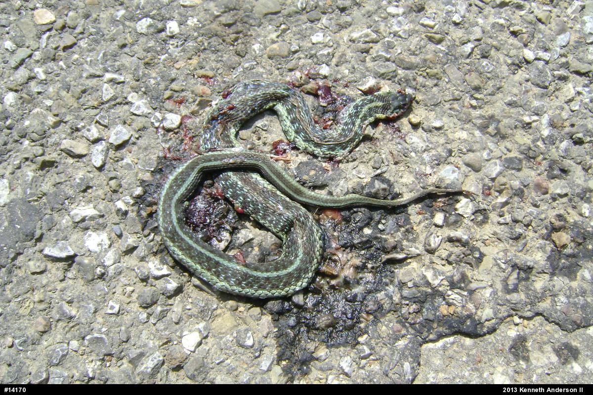 Eastern Gartersnake