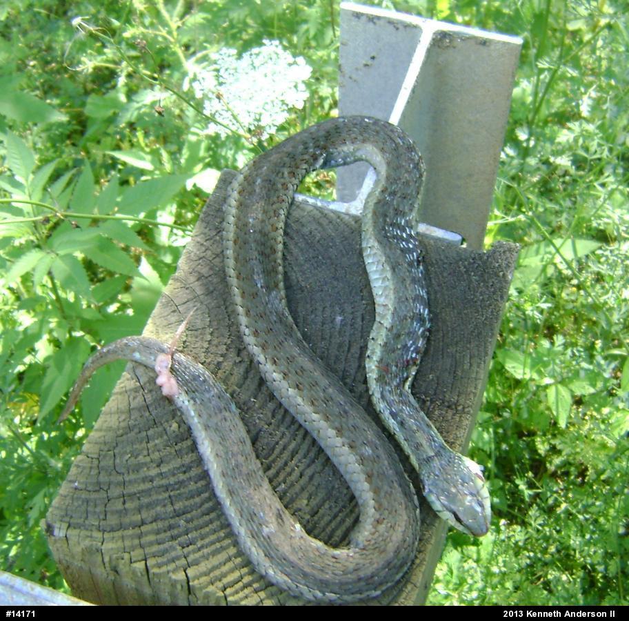 Eastern Gartersnake