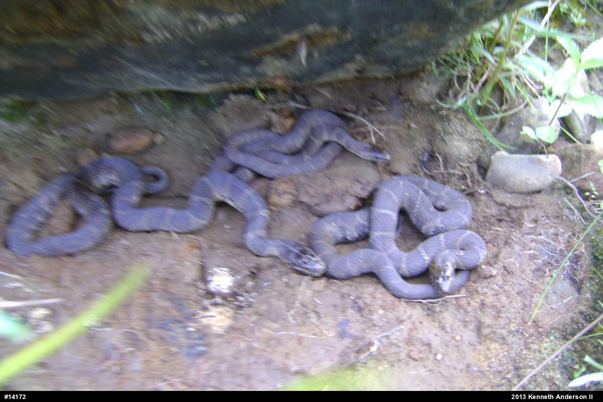 Northern Watersnake