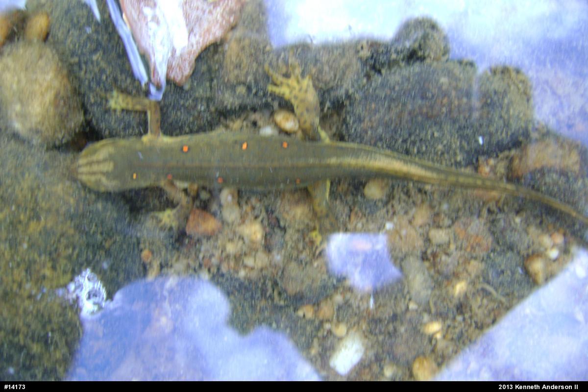 Red-spotted Newt