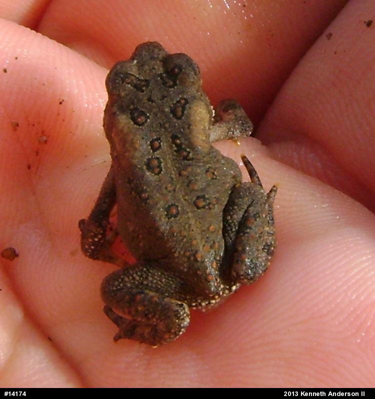 Eastern American Toad
