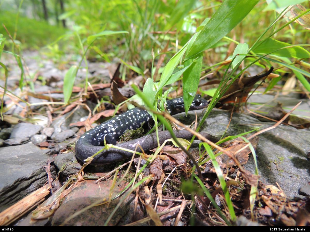 Northern Slimy Salamander
