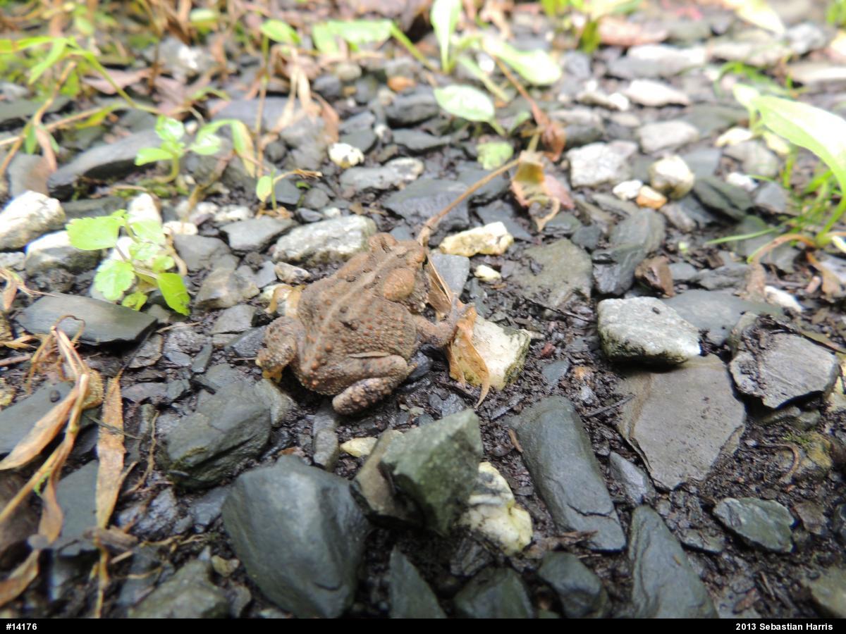 Eastern American Toad