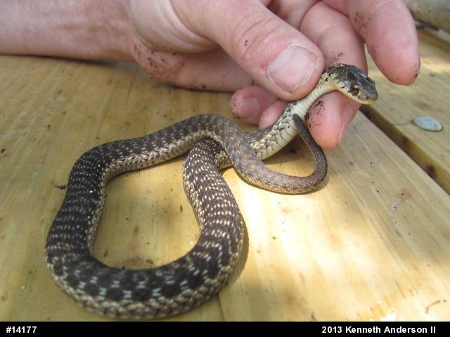 Eastern Gartersnake