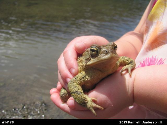 Eastern American Toad