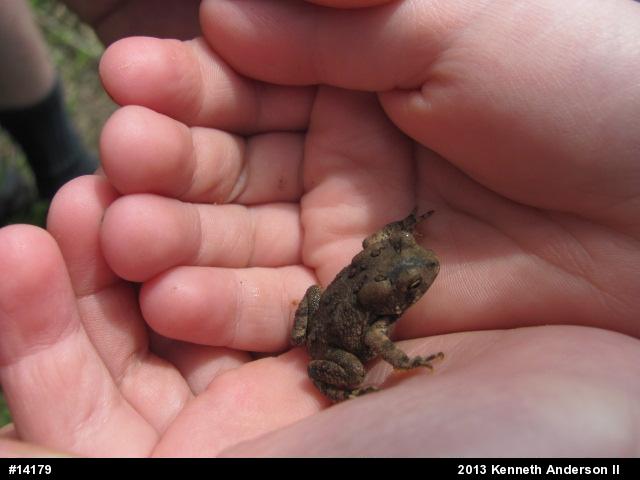 Eastern American Toad