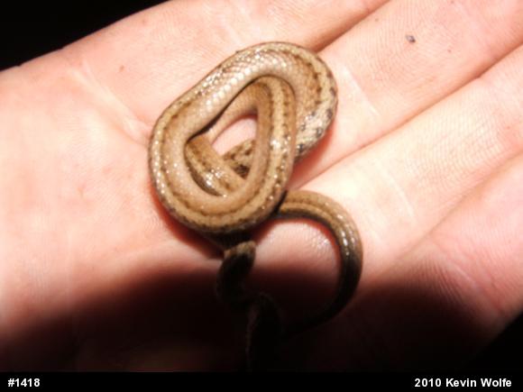 Dekay's Brownsnake