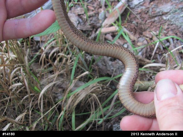 Eastern Gartersnake