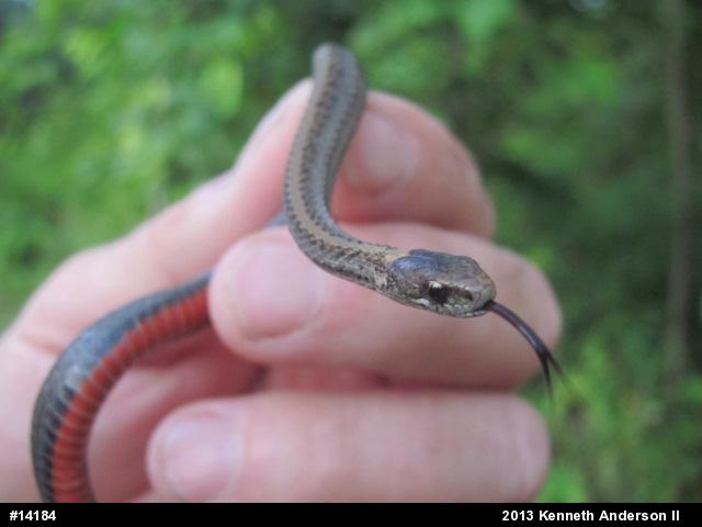 Red-bellied Snake