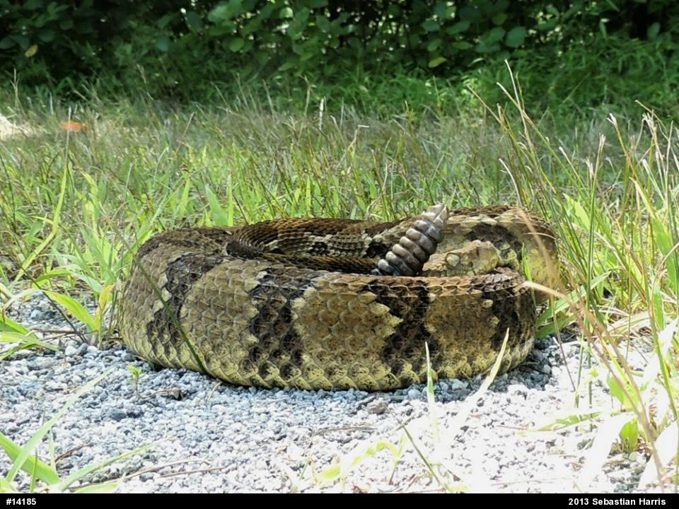 Timber Rattlesnake
