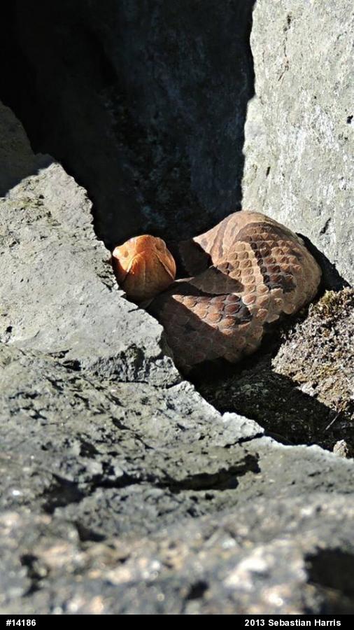 Northern Copperhead