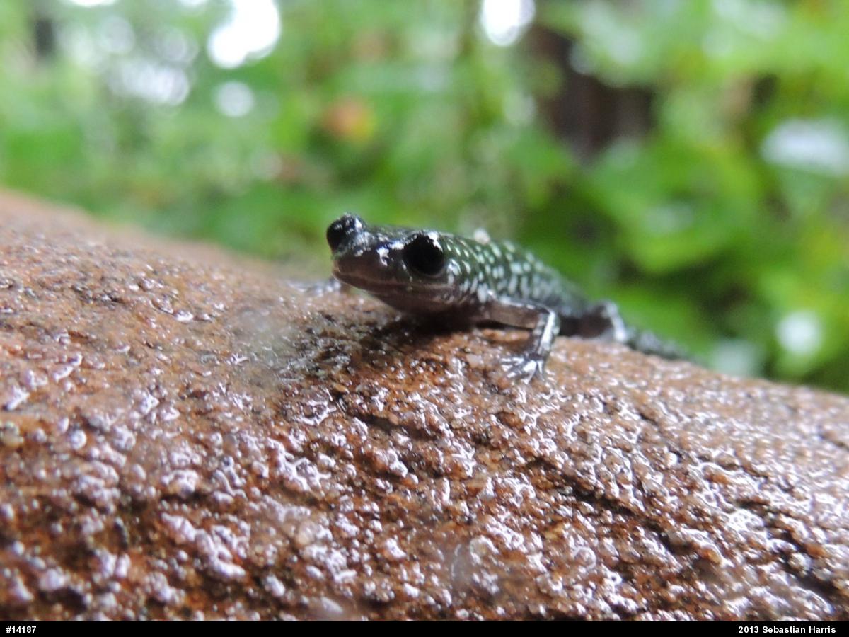 Northern Slimy Salamander