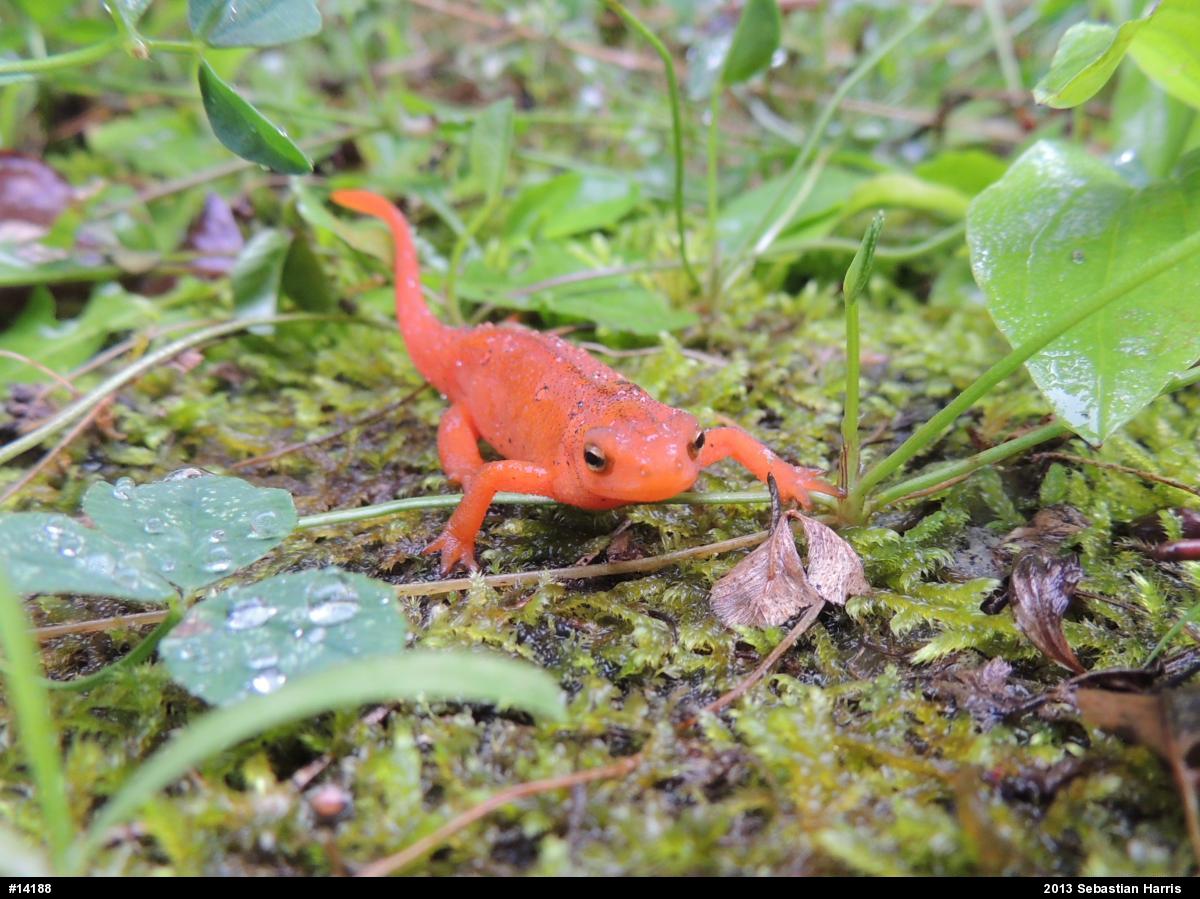 Red-spotted Newt