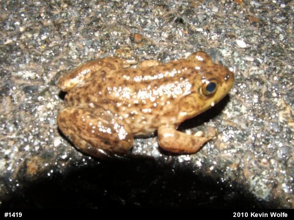 Green Frog