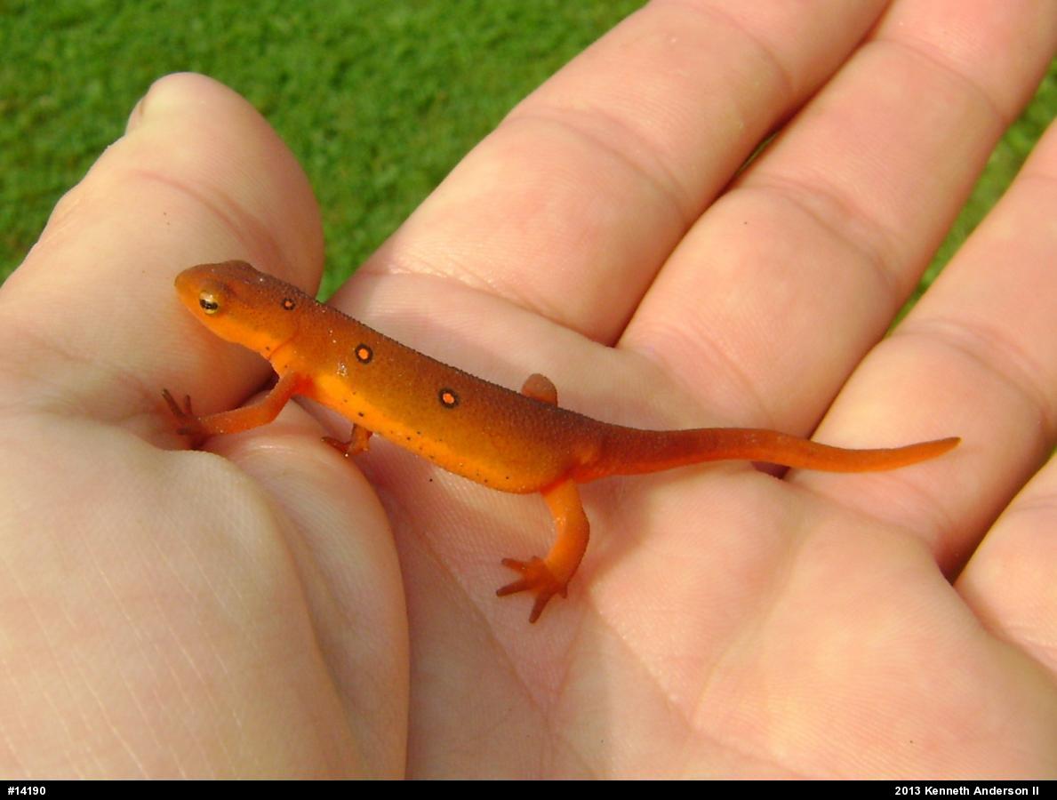 Red-spotted Newt