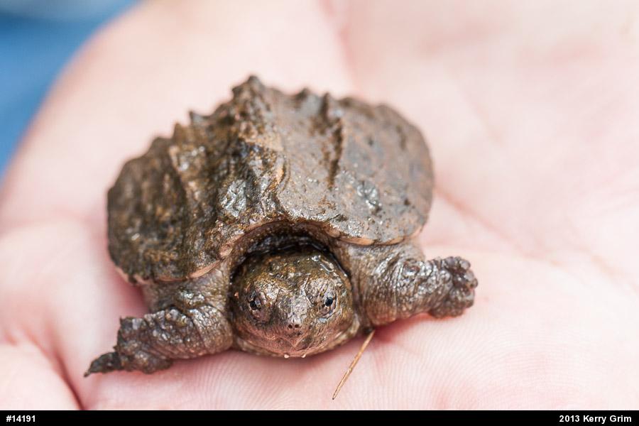 Snapping Turtle