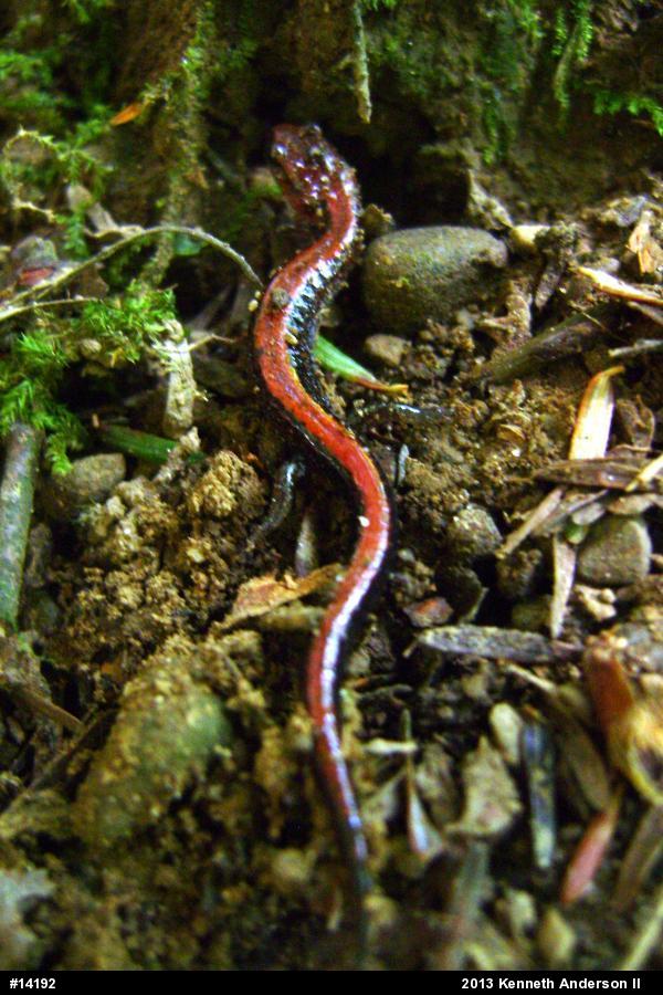 Eastern Red-backed  Salamander