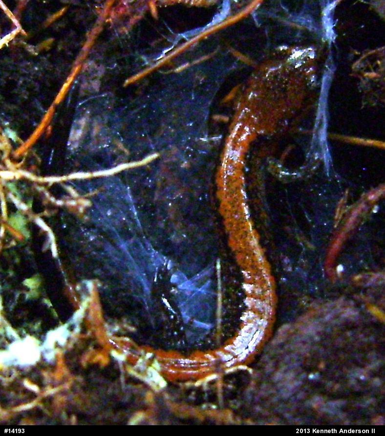 Eastern Red-backed  Salamander