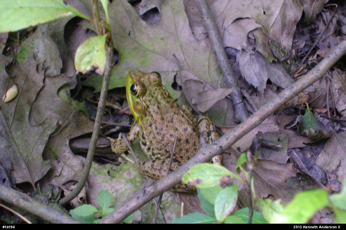 Green Frog