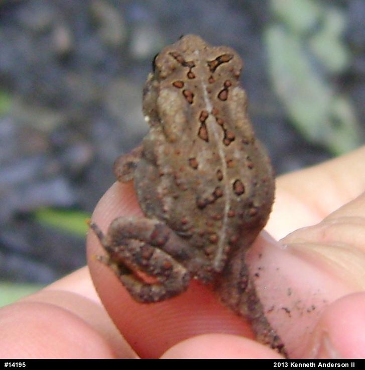 Eastern American Toad
