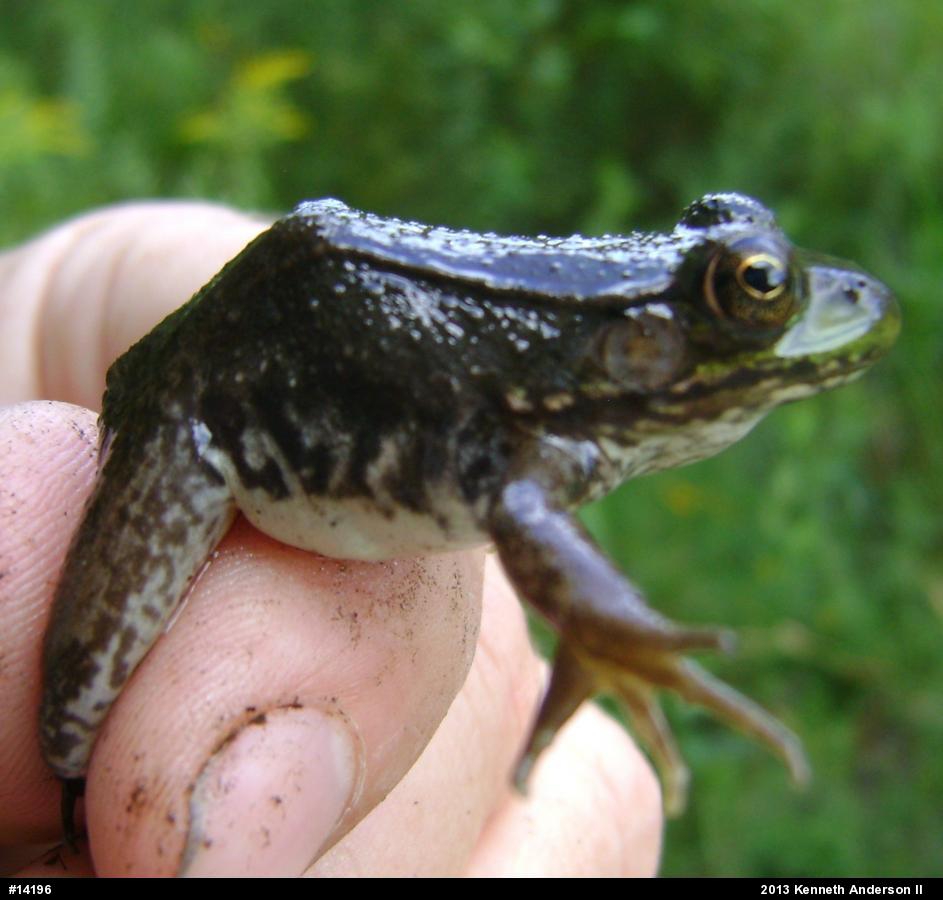 Green Frog