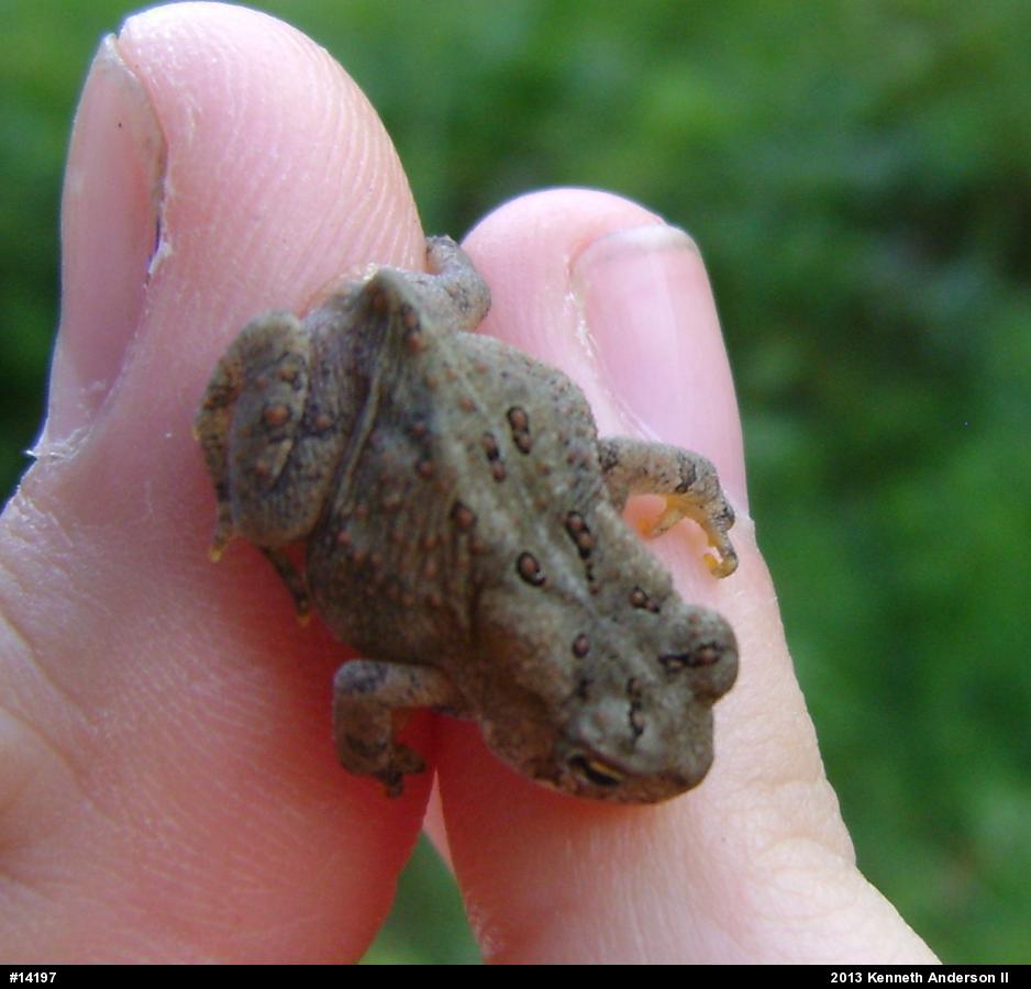 Eastern American Toad