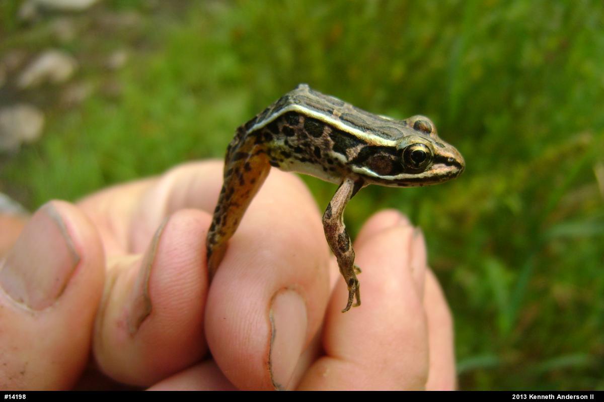 Pickerel Frog