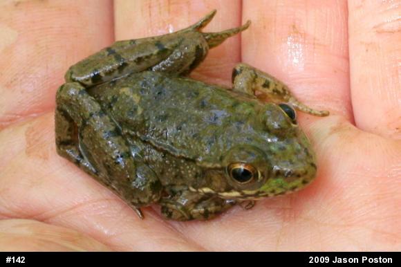Green Frog