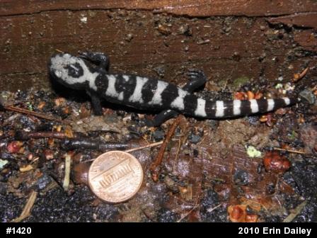 Marbled Salamander
