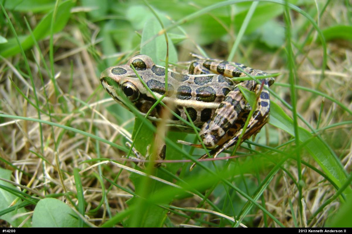 Pickerel Frog