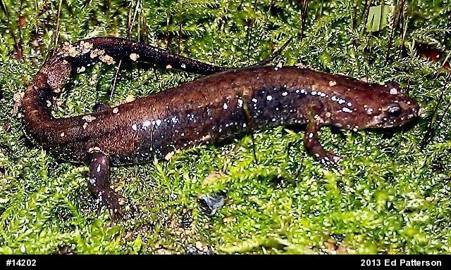 Dusky Salamanders