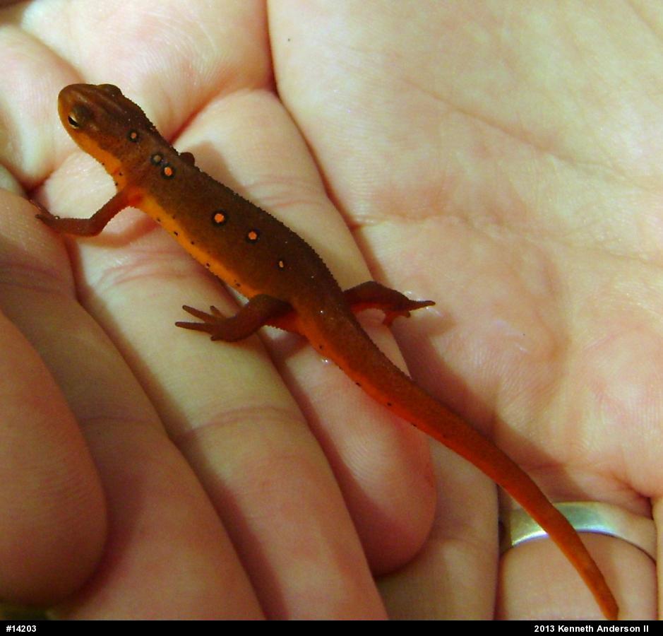 Red-spotted Newt