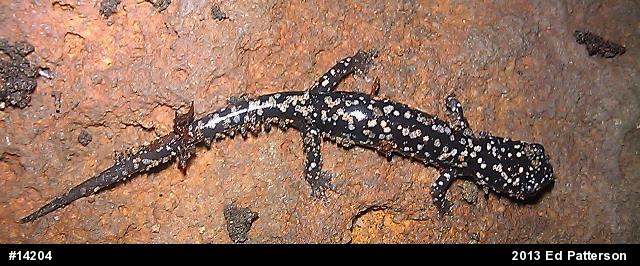 Northern Slimy Salamander