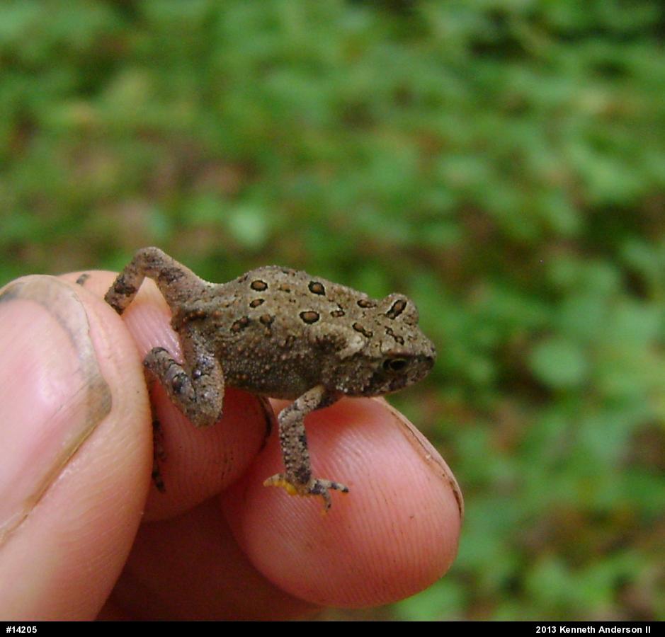 Eastern American Toad