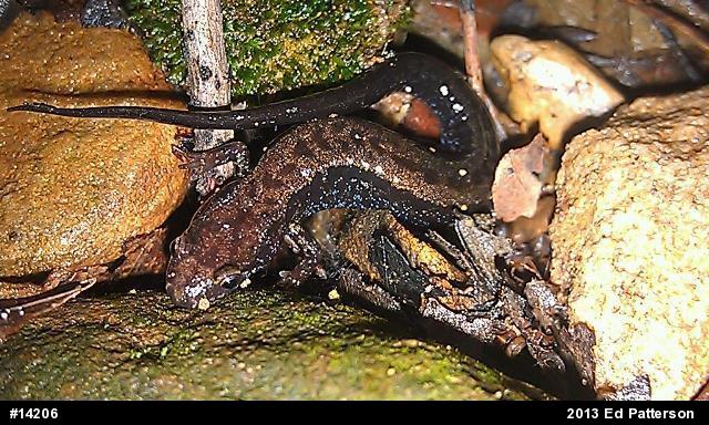 Allegheny Mountain Dusky Salamander