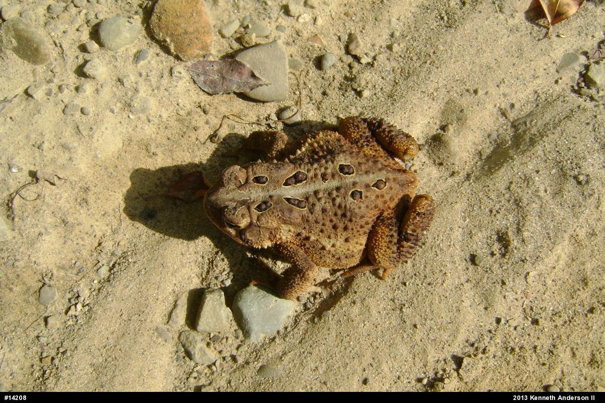 Eastern American Toad