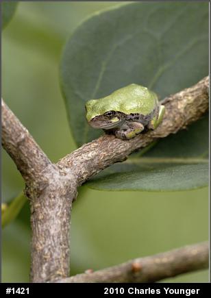 Gray Treefrog