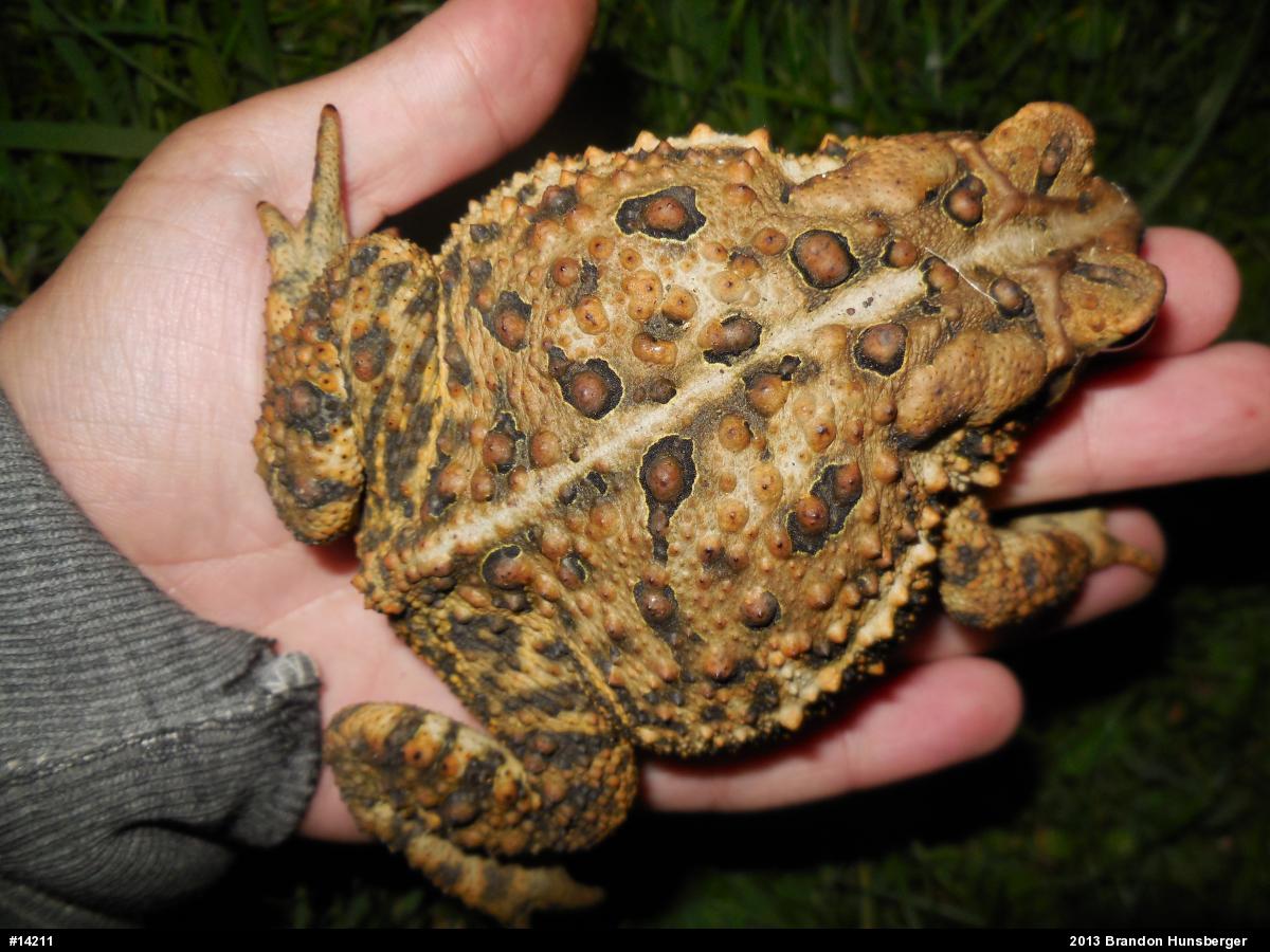 Eastern American Toad
