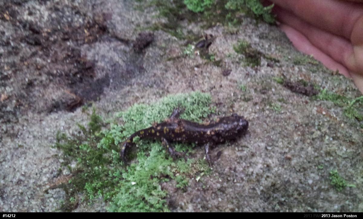 Spotted Salamander