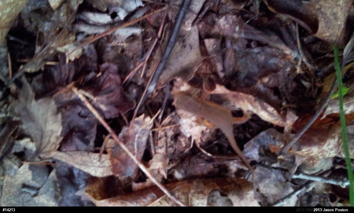 Red-spotted Newt