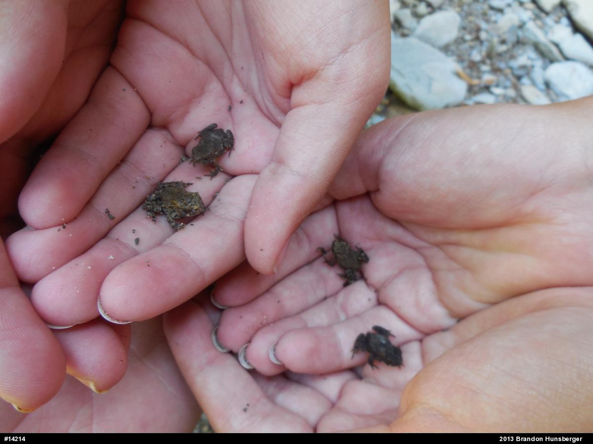 True Toads
