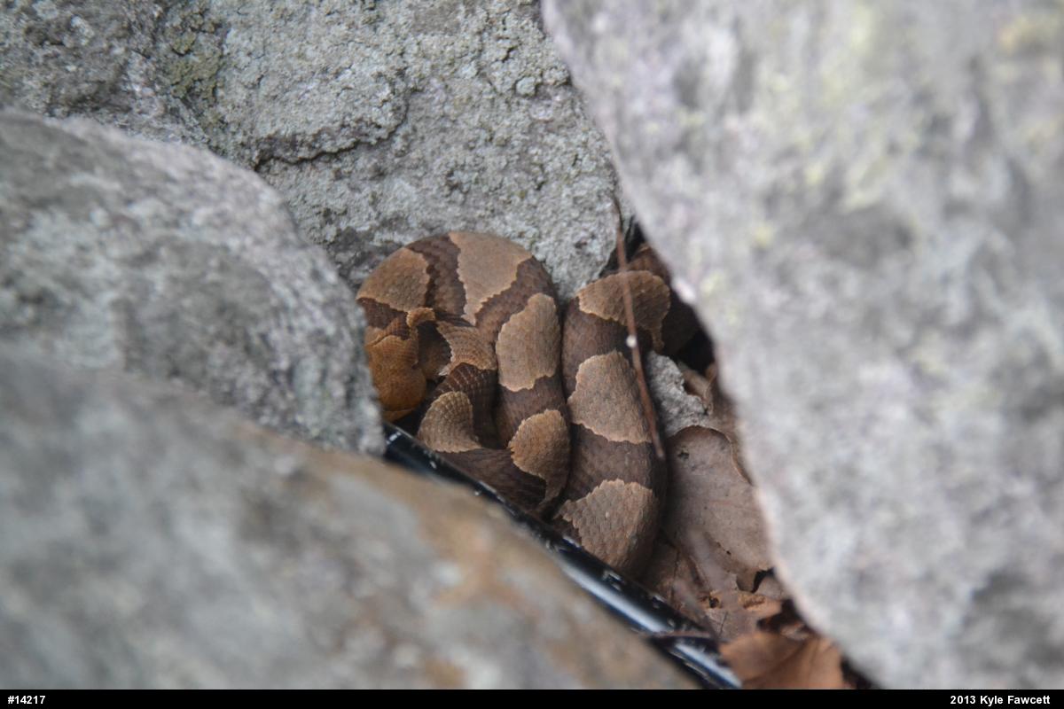 Northern Copperhead